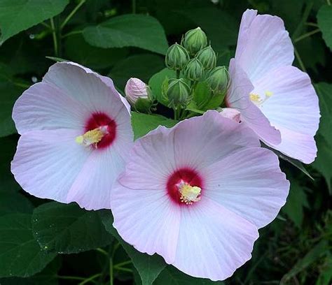 家裡種芙蓉|芙蓉（照片）：種植，飼養和護理